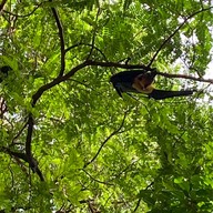 วัดโพธิ์บางคล้า