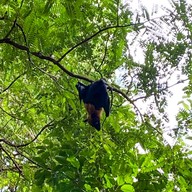 วัดโพธิ์บางคล้า