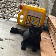 Coffee I Need U Coffee i need u