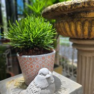 ตำระกา -