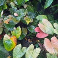ฆฤณ คาเฟ่