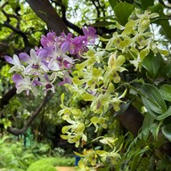 ฆฤณ คาเฟ่