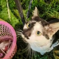 ลานหมูกระทะ บ้านคุณย่า