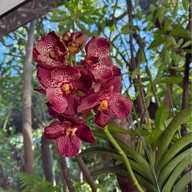 ฆฤณ คาเฟ่