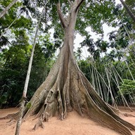 ต้นไม้ยักษ์ 400 ปี บ้านสะนำ