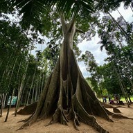 ต้นไม้ยักษ์ 400 ปี บ้านสะนำ