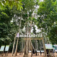 ต้นไม้ยักษ์ 400 ปี บ้านสะนำ