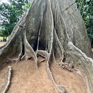 ต้นไม้ยักษ์ 400 ปี บ้านสะนำ