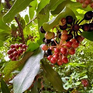 ต้นไม้ยักษ์ 400 ปี บ้านสะนำ