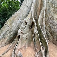 ต้นไม้ยักษ์ 400 ปี บ้านสะนำ