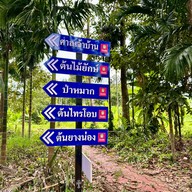 ต้นไม้ยักษ์ 400 ปี บ้านสะนำ