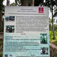 ต้นไม้ยักษ์ 400 ปี บ้านสะนำ