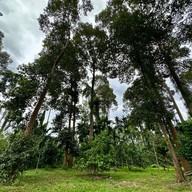 ต้นไม้ยักษ์ 400 ปี บ้านสะนำ