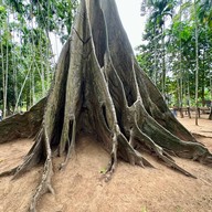 ต้นไม้ยักษ์ 400 ปี บ้านสะนำ