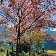 บรรยากาศ ไร่ชา 2000 ดอยอ่างขาง