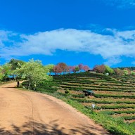 บรรยากาศ ไร่ชา 2000 ดอยอ่างขาง