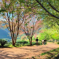 บรรยากาศ ไร่ชา 2000 ดอยอ่างขาง