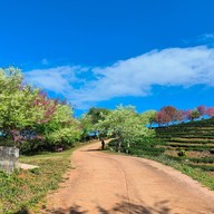 บรรยากาศ ไร่ชา 2000 ดอยอ่างขาง