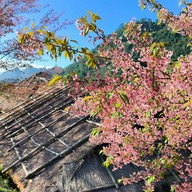 บรรยากาศ ไร่ชา 2000 ดอยอ่างขาง