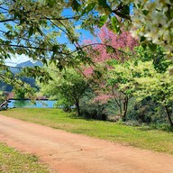 บรรยากาศ ไร่ชา 2000 ดอยอ่างขาง