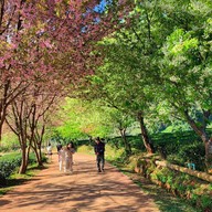 บรรยากาศ ไร่ชา 2000 ดอยอ่างขาง