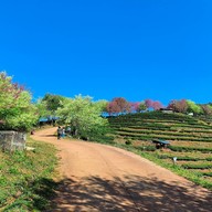 บรรยากาศ ไร่ชา 2000 ดอยอ่างขาง