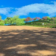 บรรยากาศ ไร่ชา 2000 ดอยอ่างขาง