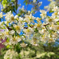 บรรยากาศ ไร่ชา 2000 ดอยอ่างขาง