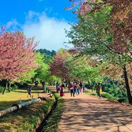 บรรยากาศ ไร่ชา 2000 ดอยอ่างขาง