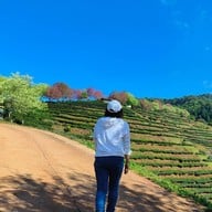 บรรยากาศ ไร่ชา 2000 ดอยอ่างขาง