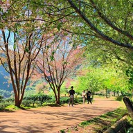 บรรยากาศ ไร่ชา 2000 ดอยอ่างขาง