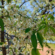 บรรยากาศ ไร่ชา 2000 ดอยอ่างขาง