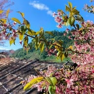 บรรยากาศ ไร่ชา 2000 ดอยอ่างขาง