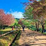 บรรยากาศ ไร่ชา 2000 ดอยอ่างขาง