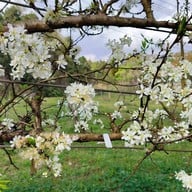 บรรยากาศ ไร่ชา 2000 ดอยอ่างขาง