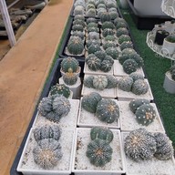 บรรยากาศ สวนสัปปายะ Cactus Farm