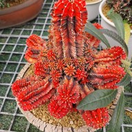 บรรยากาศ สวนสัปปายะ Cactus Farm