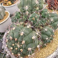 บรรยากาศ สวนสัปปายะ Cactus Farm