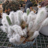 บรรยากาศ สวนสัปปายะ Cactus Farm