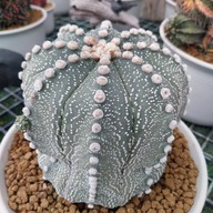 บรรยากาศ สวนสัปปายะ Cactus Farm