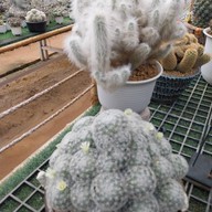 บรรยากาศ สวนสัปปายะ Cactus Farm