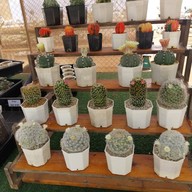 สวนสัปปายะ Cactus Farm