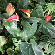 บรรยากาศ สวนสัปปายะ Cactus Farm