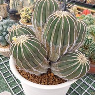 บรรยากาศ สวนสัปปายะ Cactus Farm