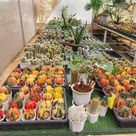 บรรยากาศ สวนสัปปายะ Cactus Farm