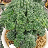 บรรยากาศ สวนสัปปายะ Cactus Farm