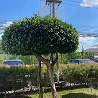 TBA ตบะ คอฟฟี่กาแฟ