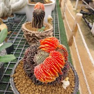 บรรยากาศ สวนสัปปายะ Cactus Farm