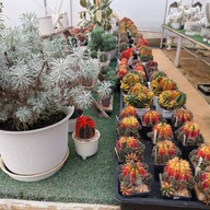 บรรยากาศ สวนสัปปายะ Cactus Farm