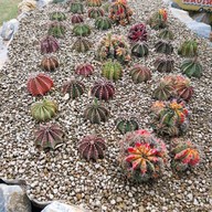 บรรยากาศ สวนสัปปายะ Cactus Farm